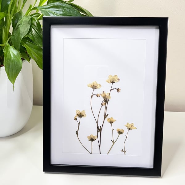 Perfectly Imperfect Real Pressed Saxifrage Framed Art
