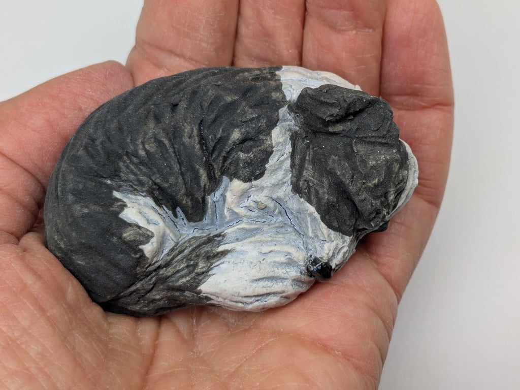 Mini curled Border Collie