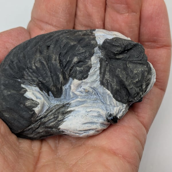 Mini curled Border Collie