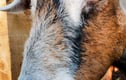 Animal Photographs Pictures Prints