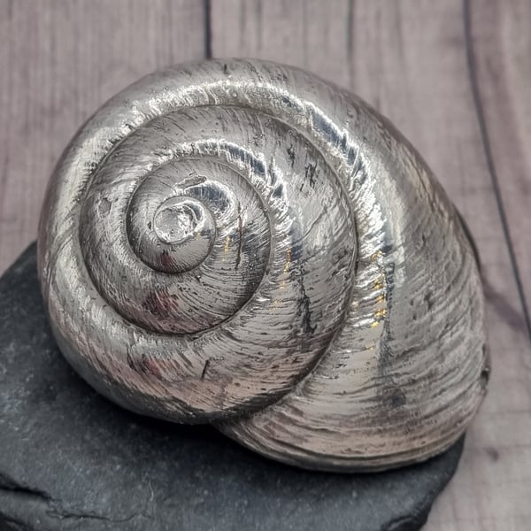 Real Giant land snail shell preserved in silver, beautiful ornament 
