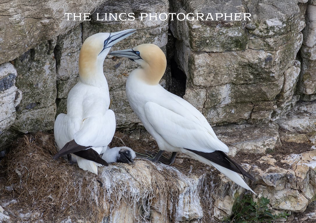Gannet print (Limited edition of 10)