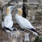 Gannet print (Limited edition of 10)