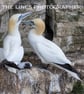 Gannet print (Limited edition of 10)