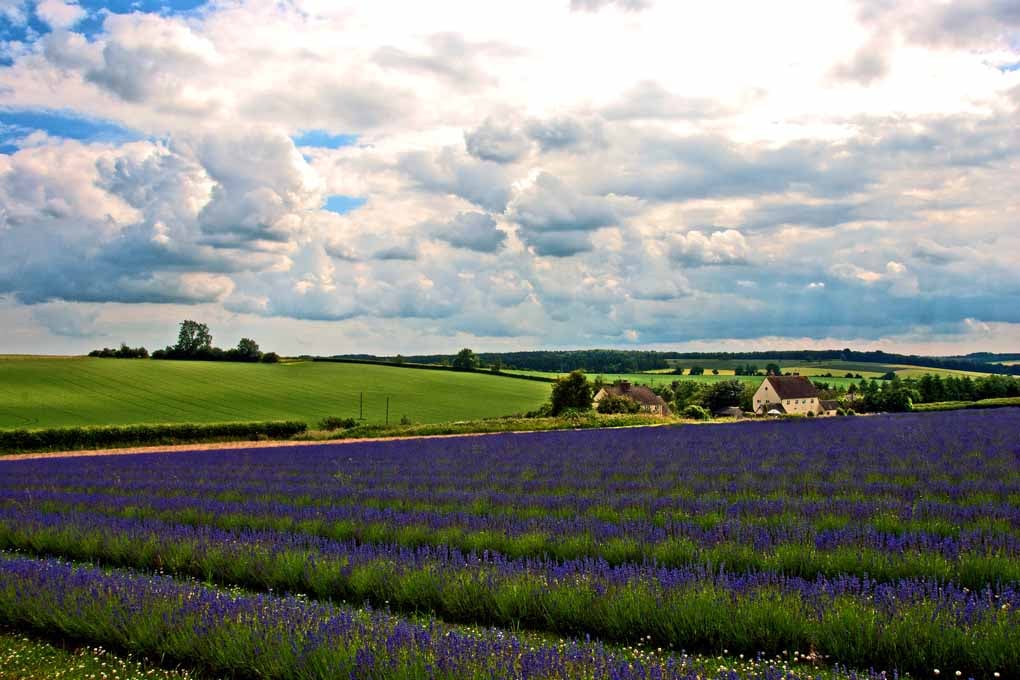 Lavender Field Purple Flowers Cotswolds Photograph Print