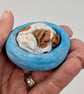 Yorkshire Pudding - Jack Russell in blue bed - Image 2