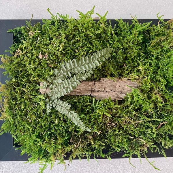 Framed Forest Vignette (2)