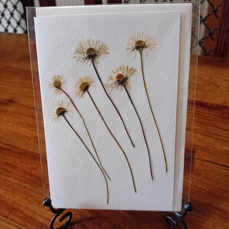 Handmade pressed Daisy greeting card. A6 size. 4x6inch.