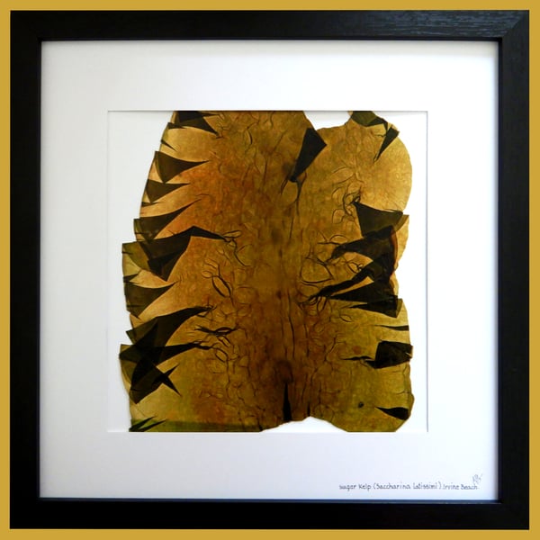 Hand Pressed Scottish Seaweed Picture.