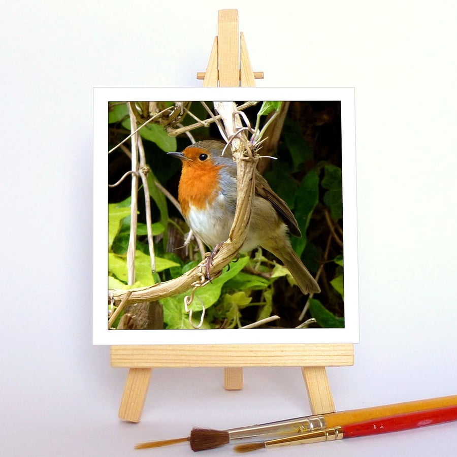 'Robin in ivy' with a wooden display easel. Free UK P & P