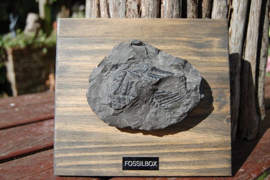 Fossil fern on reclaimed wood display