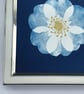 Pretty Botanical Gift, Cyanotype Original Photogram, Botanical Art. - Image 4