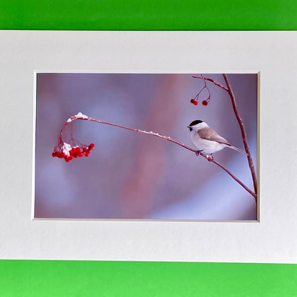 Blackcap Warbler on a Branch - Photograph with White Mount and Backing Board