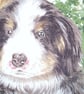 a lovely golden retriever and friend in the garden cushion  - Image 3
