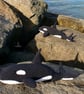 Olwyn the Orca Crochet Pattern, Orca Amigurumi Pattern, Killer Whale - Image 2