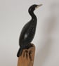 Miniature cormorant - Image 5