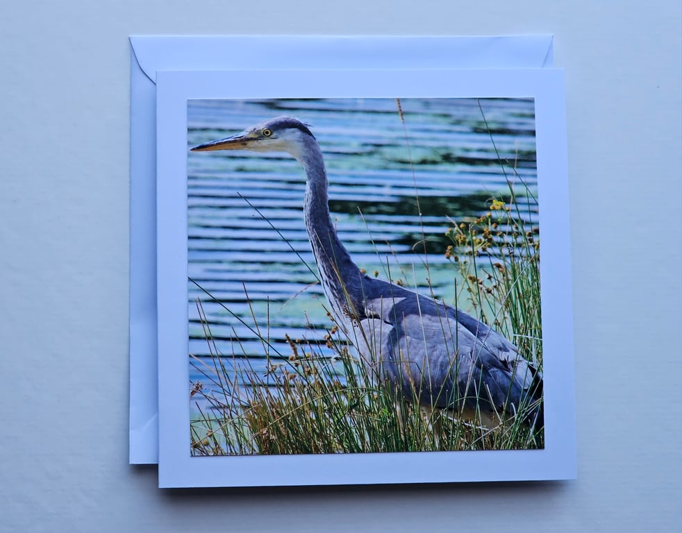 Heron Square Photographic Card 5" x 5" Blank