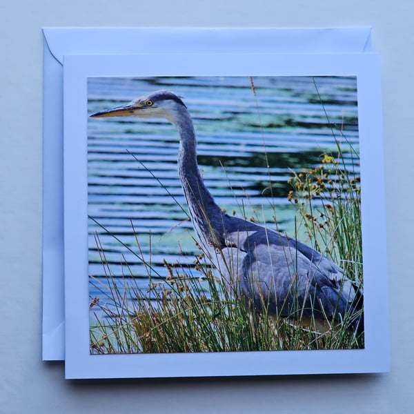 Heron Square Photographic Card 5" x 5" Blank