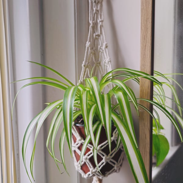 Handmade White Macrame Plant Hanger – Medium Size (58 cm)
