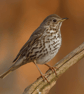 Song Thrush, a signed print of an original drawing - Image 5
