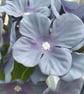 Blue and purple shades single hydrangea stem - Image 8