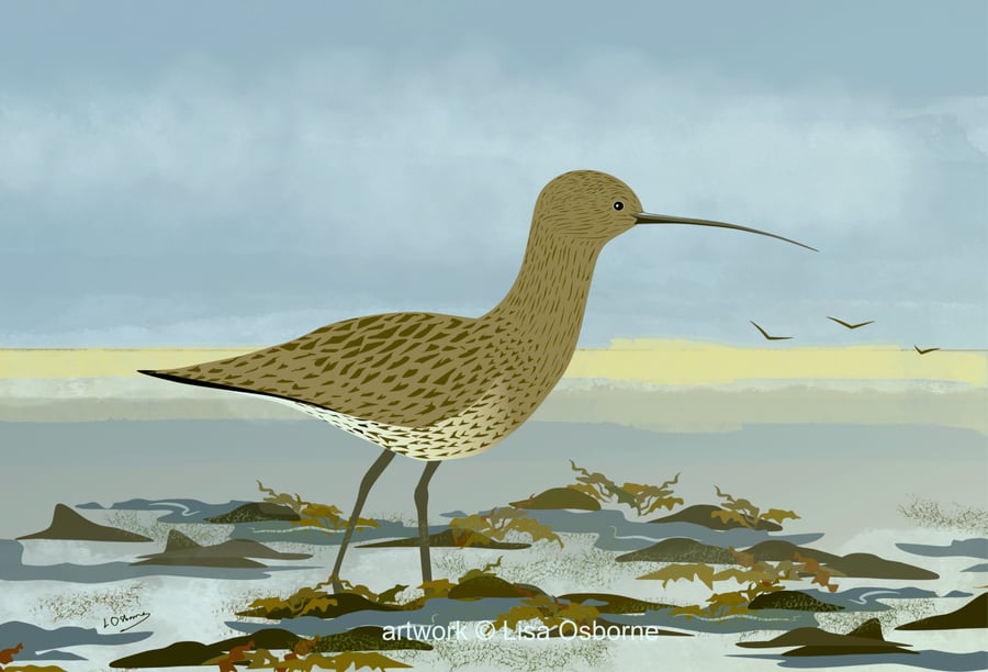 Curlew - bird art print - coastal birds