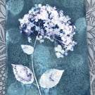 Hydrangea Flower Art, Botanical gift. Cyanotype Art. 