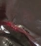 Sm Pair Dark Cherry Red Patent Leather Bracers - FREE SHIPPING - Image 7