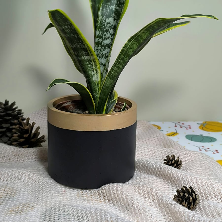 Black Concrete Planter with Gold Rim,Elegant Home Decor, Modern black planter