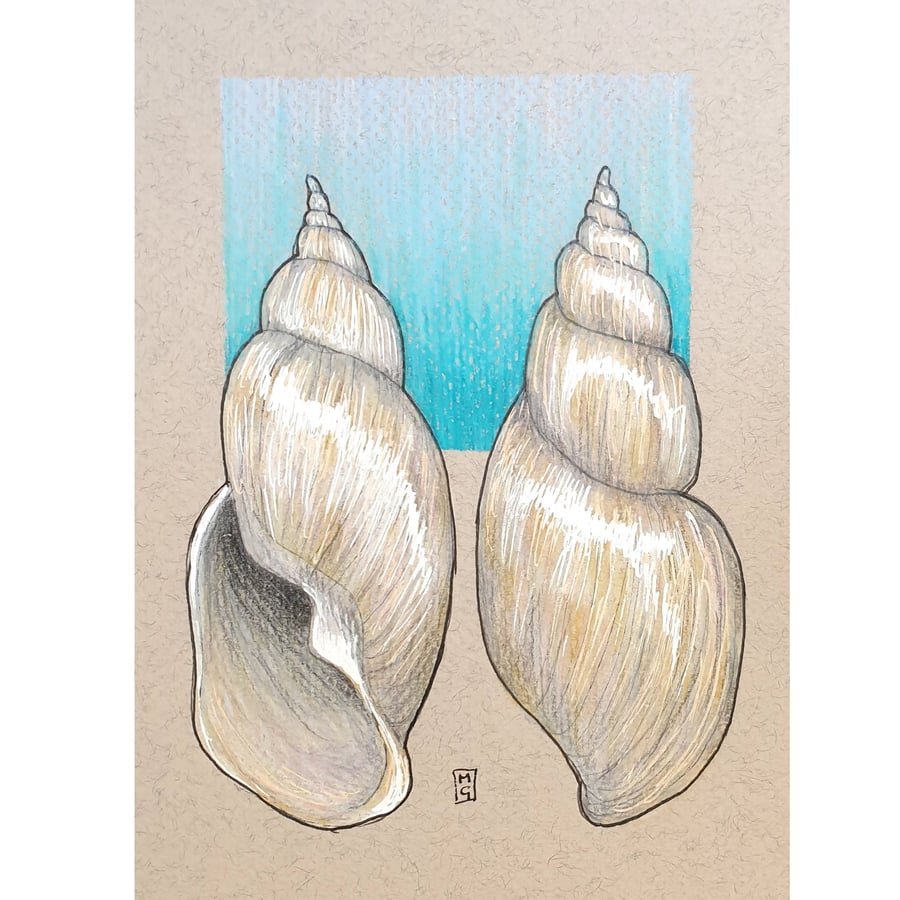 Seashell views - Original drawing, shell wall art
