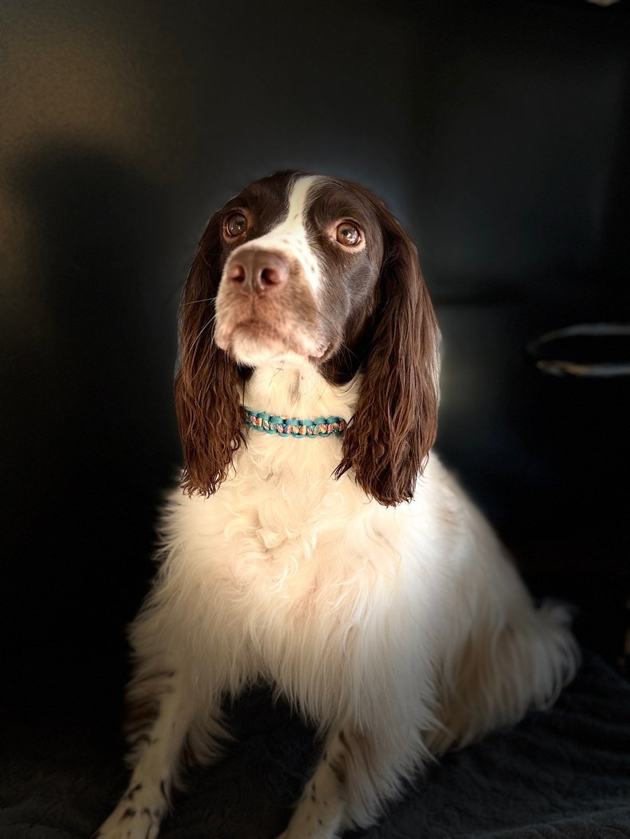 Bespoke Paracord Dog Collar