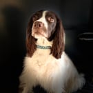 Bespoke Paracord Dog Collar