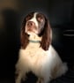 Bespoke Paracord Dog Collar