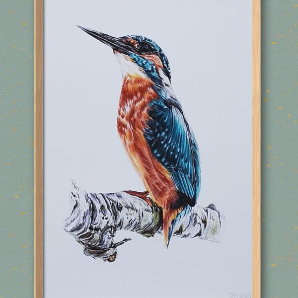 Kingfisher