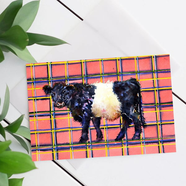 Scottish Belted Galloway Red Tartan any occasion Blank Card.