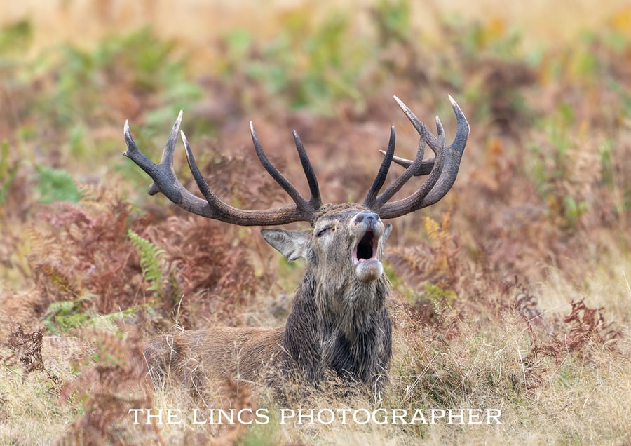 Red Stag print (Limited edition of 10)