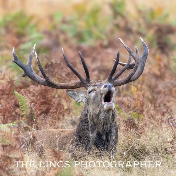 Red Stag print (Limited edition of 10)