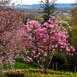 Magnolia Tree Batsford Arboretum Cotswolds UK 12"x18" Print