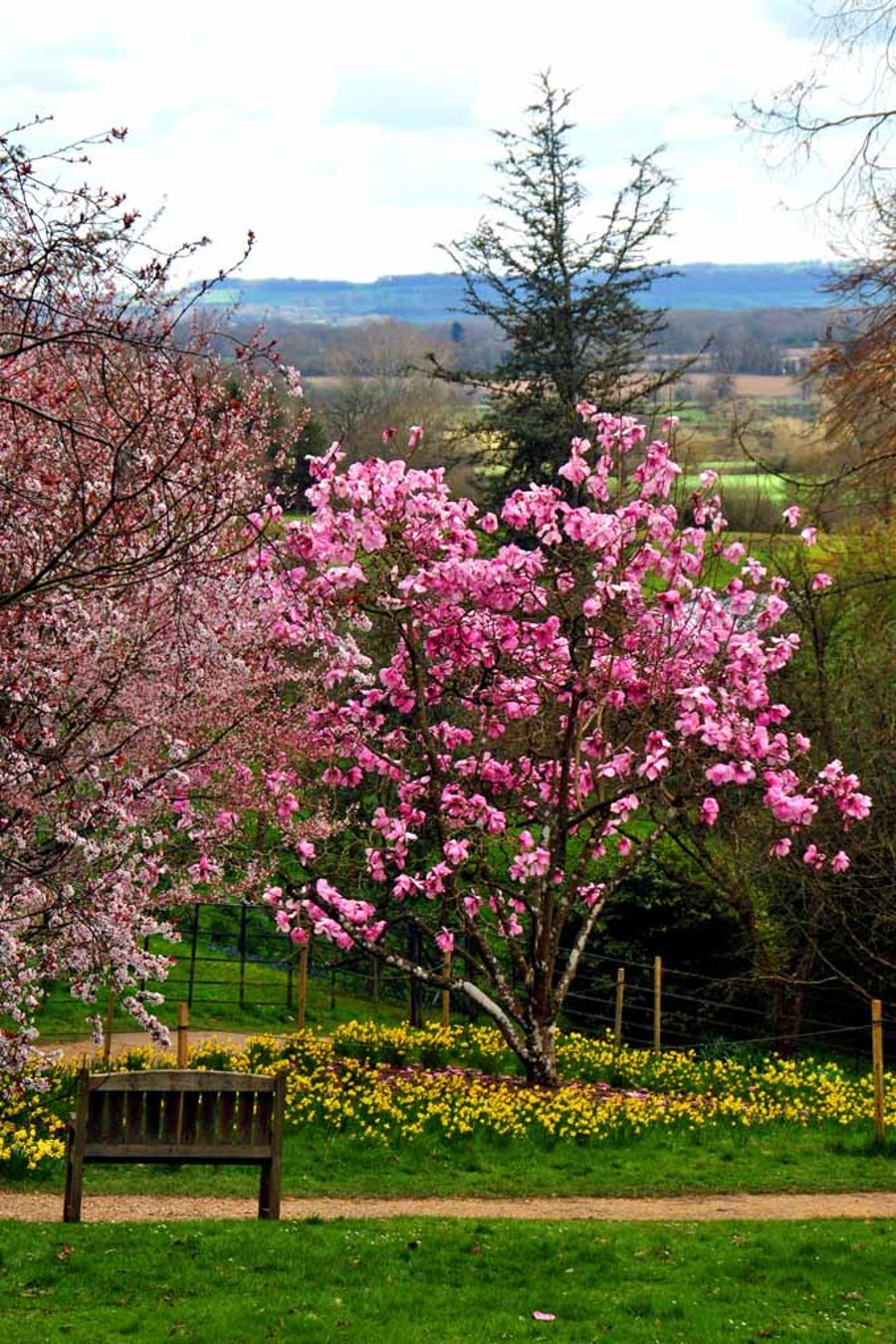 Magnolia Tree Batsford Arboretum Cotswolds UK 12"x18" Print
