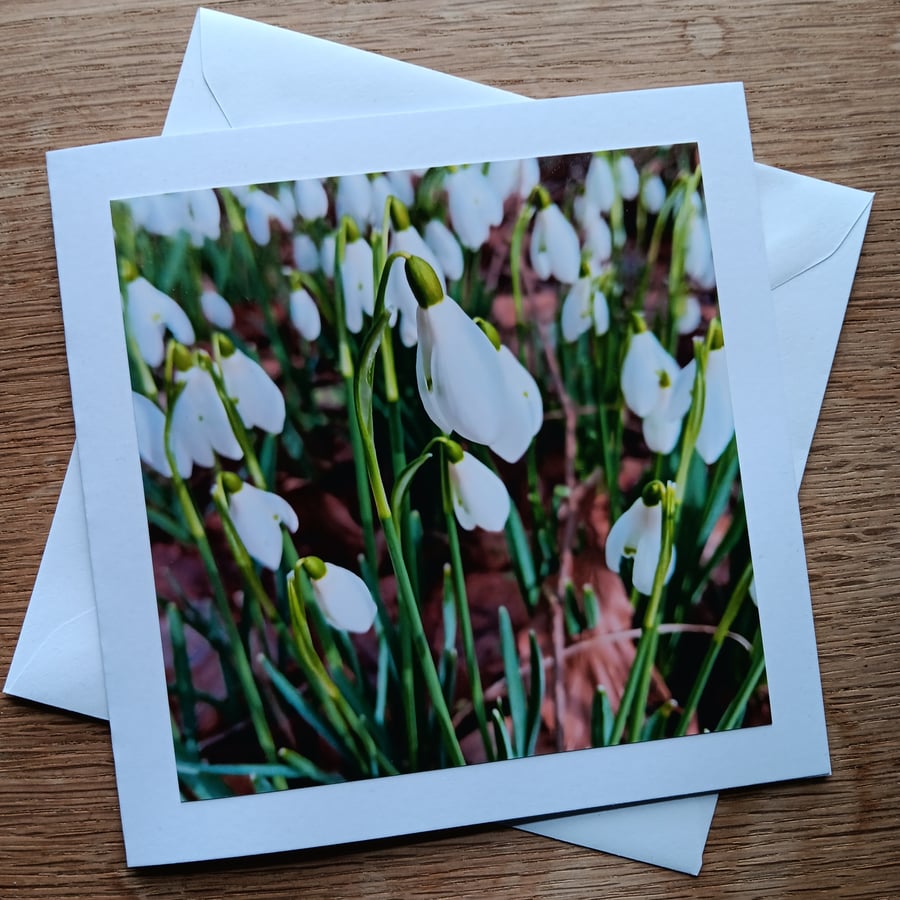 Snowdrops Large Square Photographic Card 7" x 5" Blank