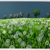 Dandelion Clocks screen print - Perfectly Imperfect