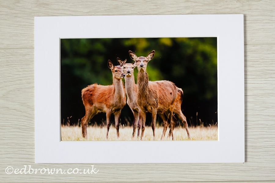 Red deer hinds photographic print