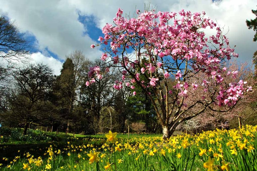 Magnolia Tree Batsford Arboretum Cotswolds UK 18"X12" Print