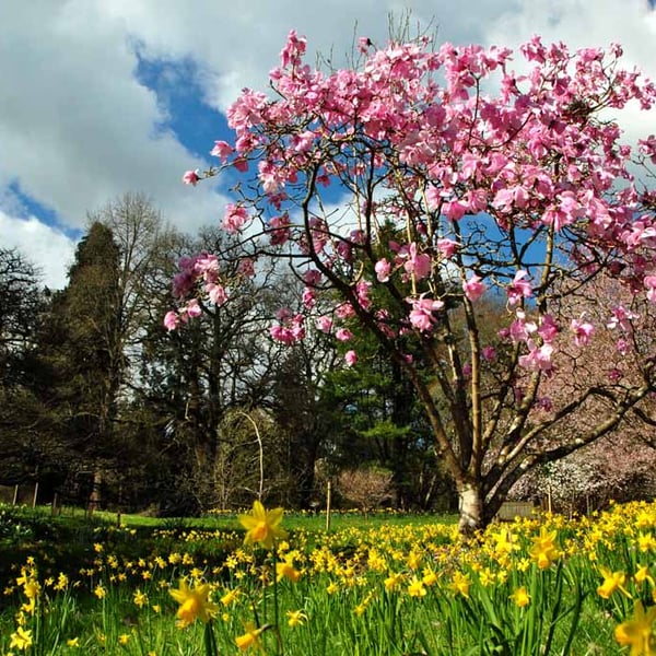 Magnolia Tree Batsford Arboretum Cotswolds UK 18"X12" Print