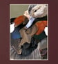 CJ002 - Ringed Teal preening - Image 2