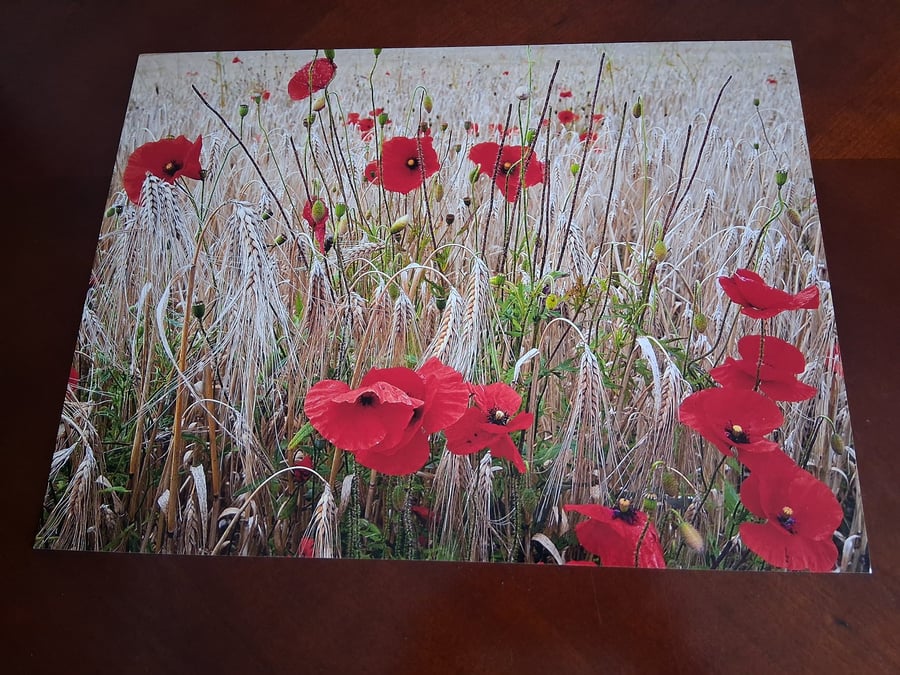 POPPY AND CORN FIELD PHOTO 16 X 12