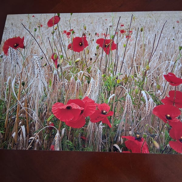 POPPY AND CORN FIELD PHOTO 16 X 12