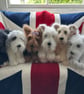 West Highland White Terrier - Image 4