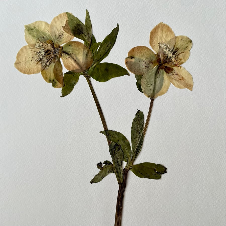 Hellebore Real Pressed Flower Herbarium Art