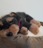 Yorkshire Terrier Puppy, dotpebblesknits knitted design